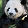 Profilbild von The PandaBear