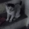Ghost ๐ป's profile picture