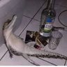 Depressed Gator profil fotoğrafı