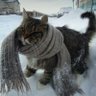 Abrigato 🐾's profile picture