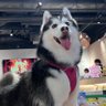 Hannah_BOBO 的头像