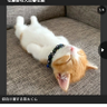 Profilbild von 大人仕様