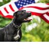 Profilbild von アメリカの犬です