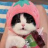 NekoMaruMaru's profile picture