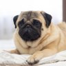 The Mighty Pug 的头像