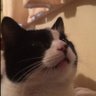TheSplendidCat's profile picture