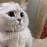 Alice profil fotoğrafı