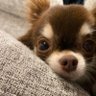 CoCo's profile picture