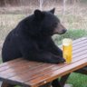 Bear Minimum 🐻⬇️🎗️ profil fotoğrafı
