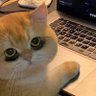 kokoro's profile picture