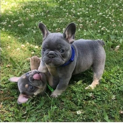 The Frenchie Gang's profile picture