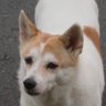 koji_ching profil fotoğrafı