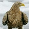 ابو زهير's profile picture
