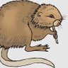 Фото профиля Muskrat