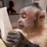 blusa hipster de macaco lendo 的头像