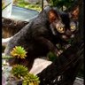 Big Bunny's profile picture