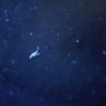 shoof's profile picture