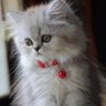 7ẵ♭i♭ẵℏ profil fotoğrafı