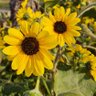 KT😊(Smiley)🤍🌻 profil fotoğrafı