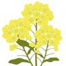 菜乃花 的头像