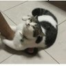 lily kim's profile picture