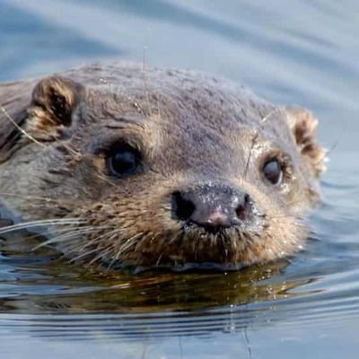 Saukko505's profile picture