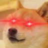 Doge profil fotoğrafı