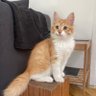 אורי גרוס Ori Gross profil fotoğrafı