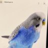 Coccorito blu profil fotoğrafı