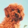 DICE's profile picture