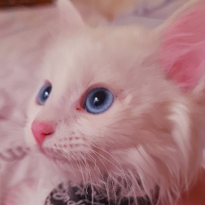 💟ℕ𝕒𝕥𝕤𝕦𝕜𝕪𝕊𝕒𝕟🌸's profile picture