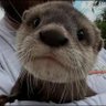 Noel's profile picture