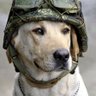 CatManDoo 🇺🇸's profile picture