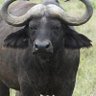 Nangi profil fotoğrafı