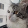 Sukar profil fotoğrafı