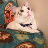 Kiki Meow's profile picture