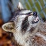 Rhubarb 💪🦝💦's profile picture