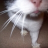 Twitercat 的头像