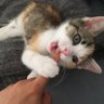 Peach's profile picture