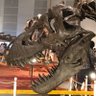 T-rex's profile picture