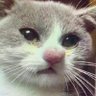 silentsheep1's profile picture