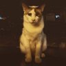 Profilbild von Austerity Cat