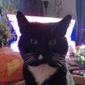 the_random_moon_🏳️‍⚧️'s profile picture