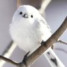 Фото профиля にぶにー
