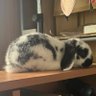 陸トン's profile picture
