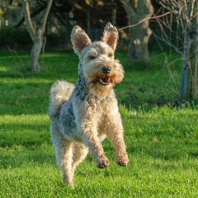 ArchieLakeland's profile picture