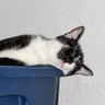 ohthepawdacity's profile picture