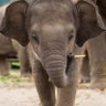Babielephant's profile picture