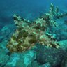 wobbegong's profile picture