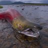 FishySalmon profil fotoğrafı